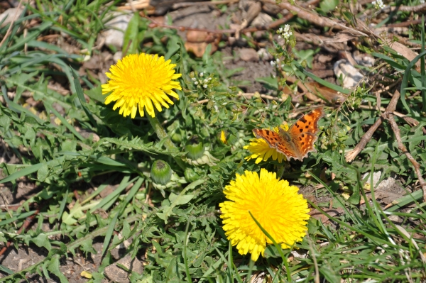 Frühling der Schmetterlinge
