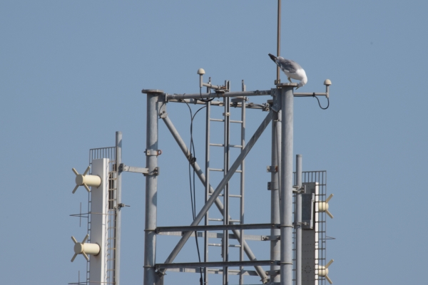 Briefmöwe und 5G