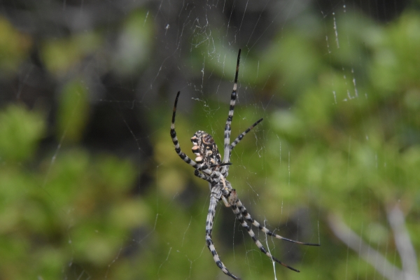 wie die Spinne im Netz