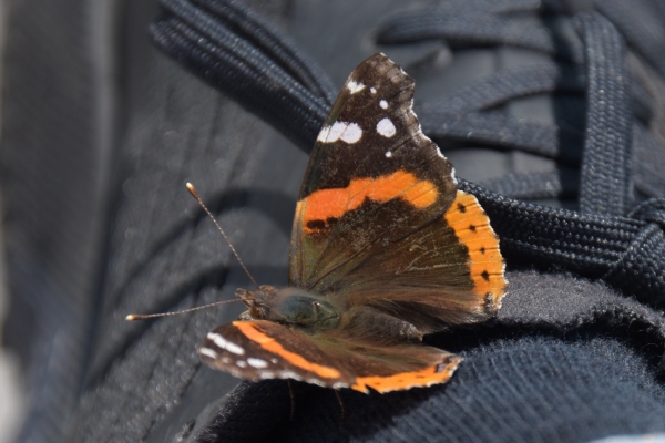 Ein fliegender Sonnenanbeter