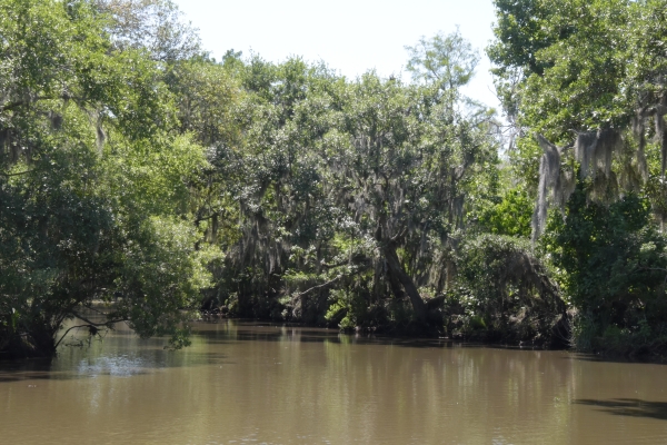 in den Swamps