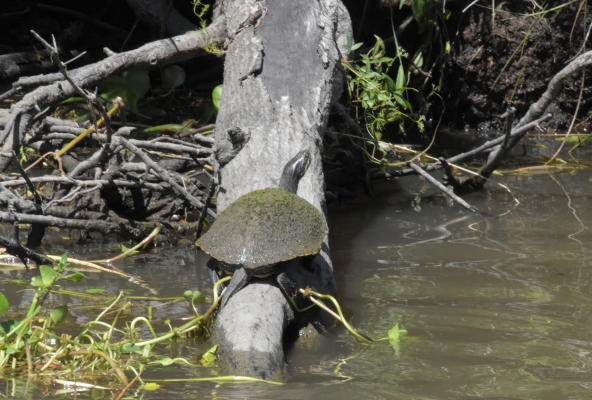 furchtlose Schildkröten