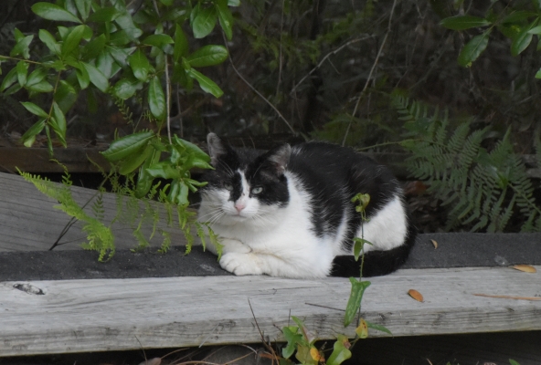 einer Katze,