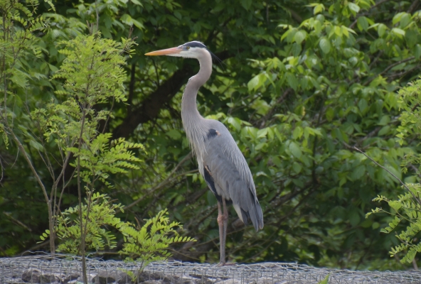 Majestätischer Vogel