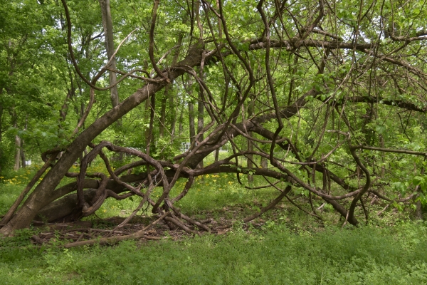 Bizarre Flora