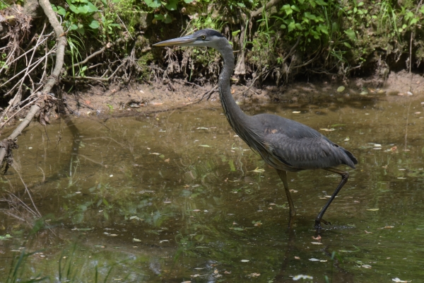 zielstrebige Reiher