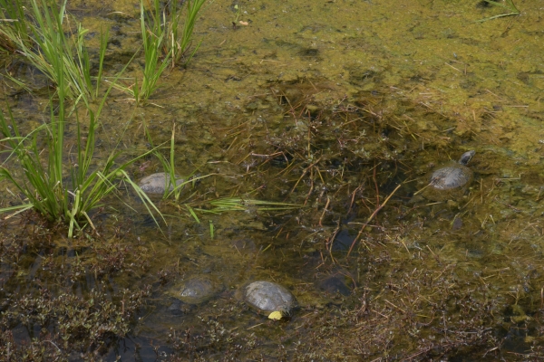bedächtige Schildkröten