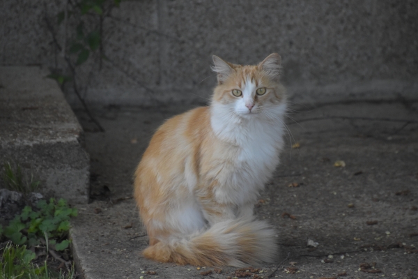 sucht der Kater neuen Anschluss