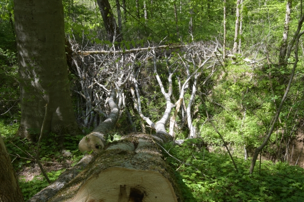 Die Wanderwege sind freigeräumt