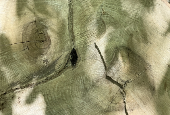 mit baumgleichen Ringen und Furchen