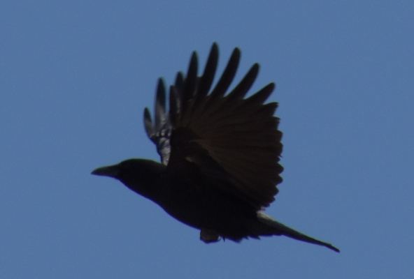 meldet den Vogel