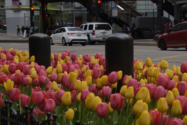 Urban Gardening
