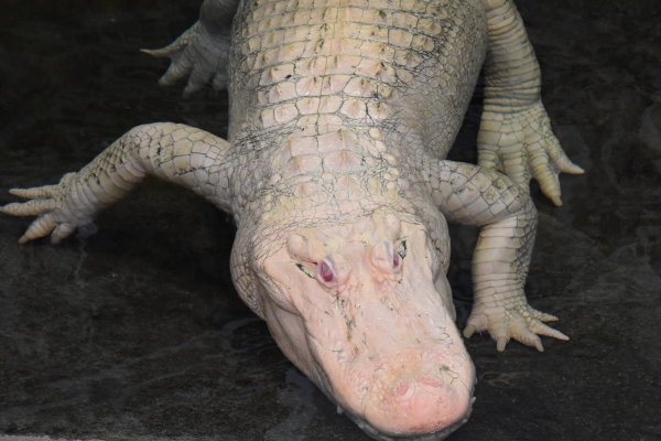 Albino-Alligator auf der Lauer