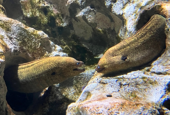 Freudig datende Fische