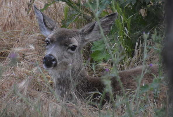 und scheue Rehe beäugen die Gäste