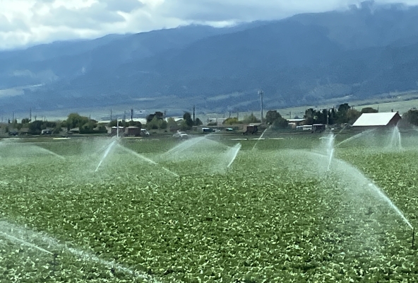 bewässert vom gestauten Wasser