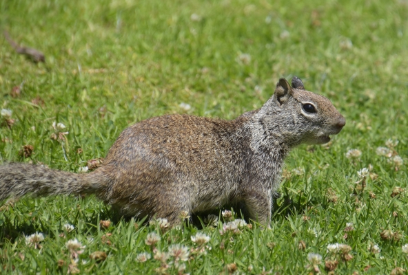 Wildtier im Balboa Park