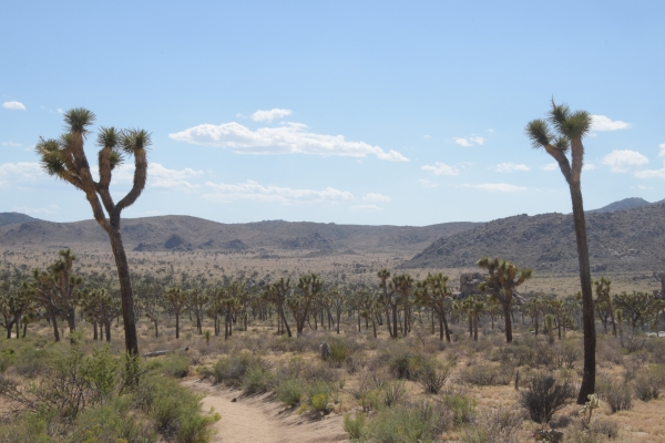 Das Tor zu den Joshua Trees