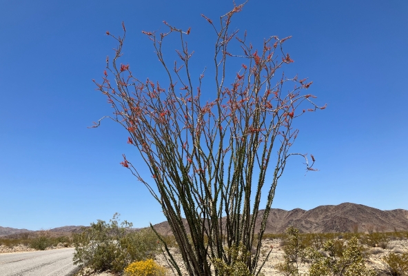 Blütezeit der Ocotillos