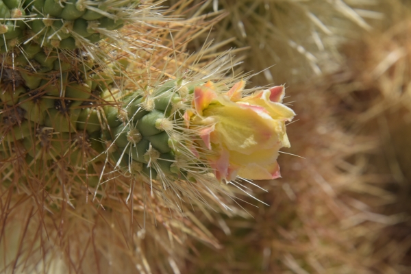 und der Betrachtung der Blüten