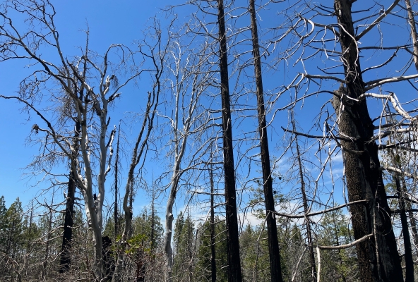 Der Wald braucht das Feuer