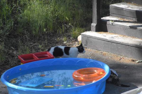 und Campingkatze mit Pool