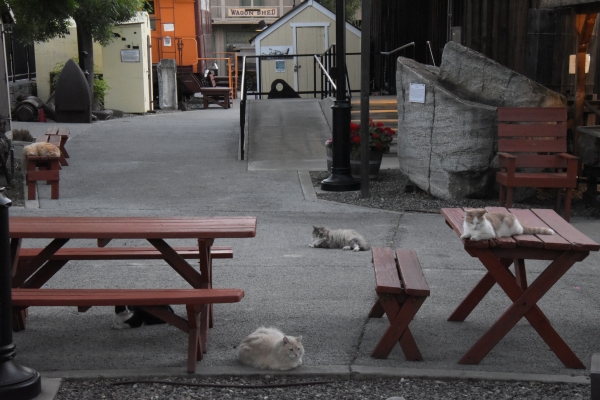 im Blick der Folsom-Bande