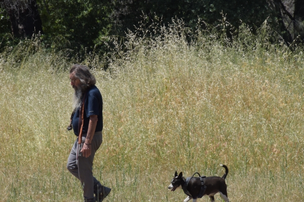 Mensch und Hund gehen spazieren