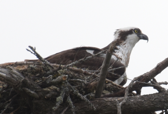 Der Adler bewacht die Brut