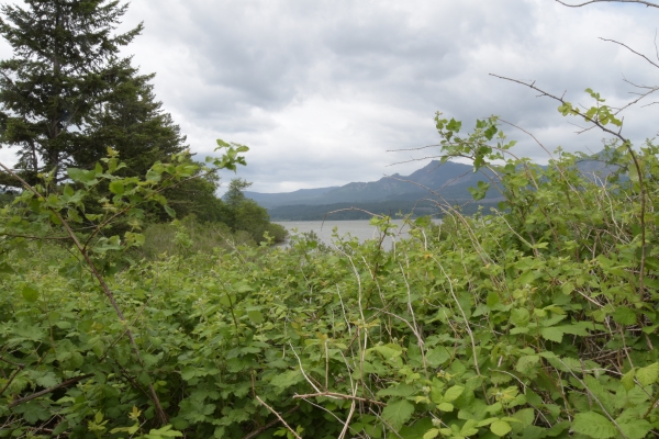 Brombeeren versperren den Weg
