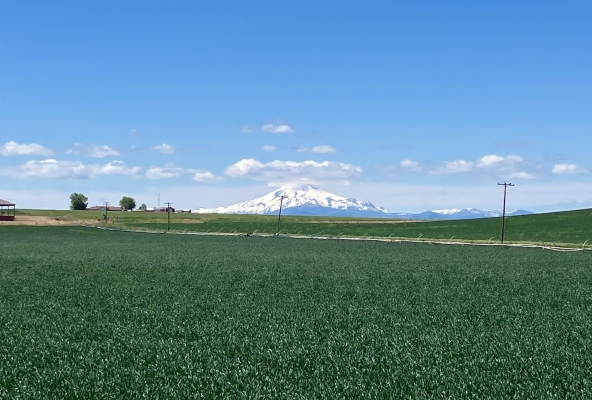 Schneegipfel über saftigem Grün