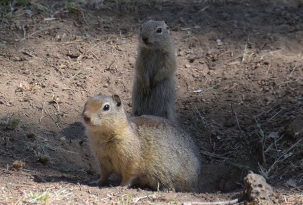 die Erdmännchen wachen