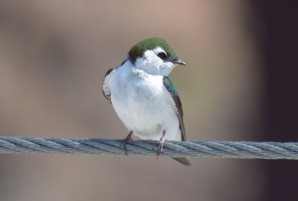 und auch achtsame Vögel