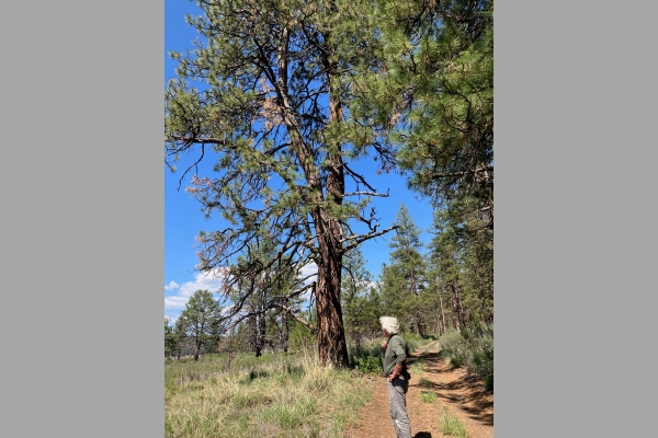 und imposanten &raquo;Jack Pines&laquo;