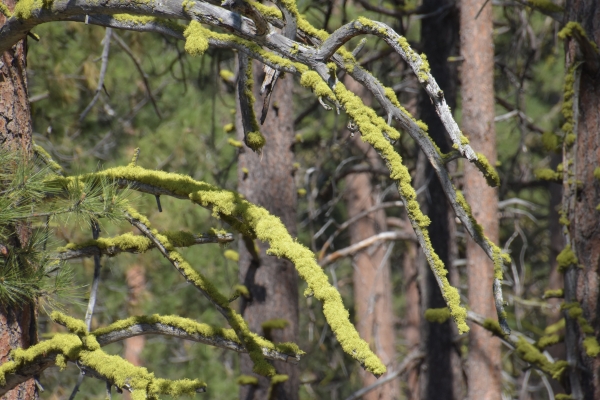 wächst auch frisch am Baum