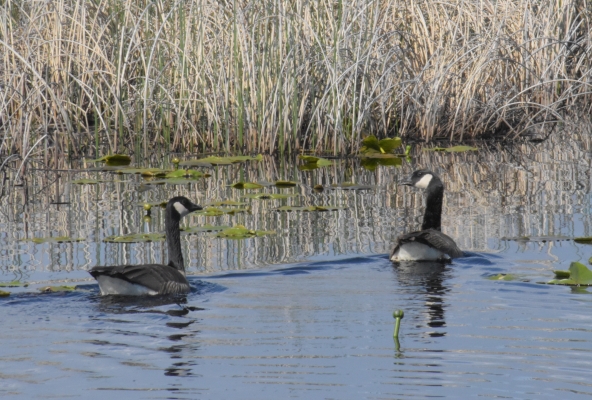 trifft sich im Wasser