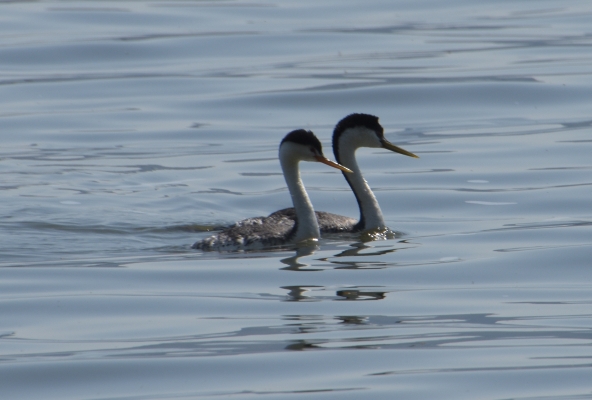 auf Enten