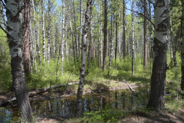 durch den Birkenwald