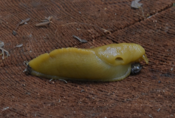 gemütlich kriechend