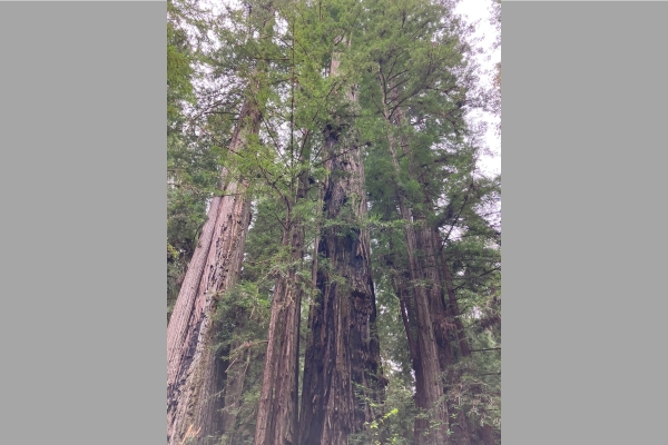 Unter den Redwoods