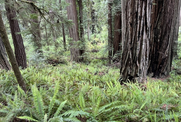 Man sieht den Wald vor Farnen nicht