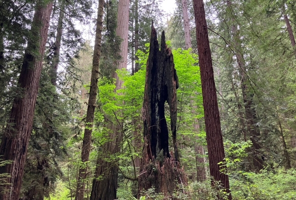 im bezaubernden Wald