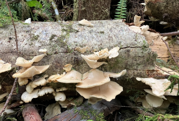 beherbergt auch Pilze