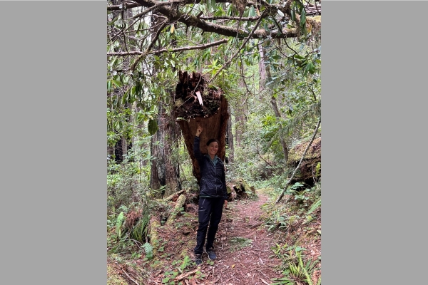 Herkuline stemmt die Redwoods