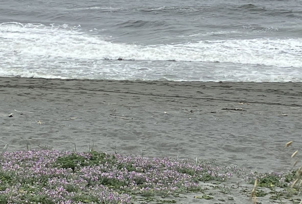 und Blütenpracht am Strand