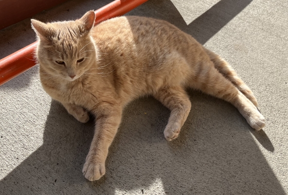 liegt die Katze beim Office