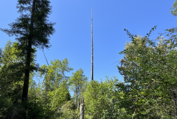 verbrannte Bäume ragen zum Himmel