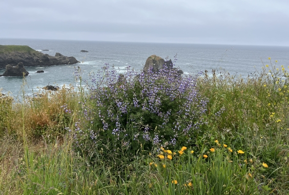 Blütenpracht am Meer