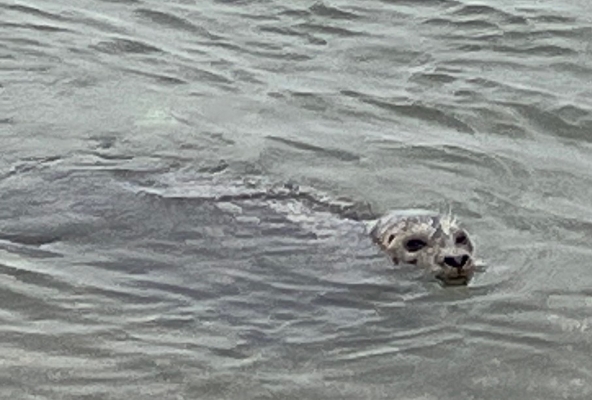 Seelöwen beim Schwimmen